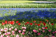 tulpenfeld