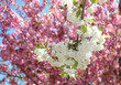 kirschblüten