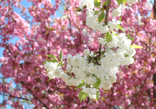 Foto: kirschblüten kirschblüten