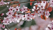 Foto: cerisier fleurissant 1 cerisier fleurissant 1