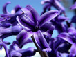 purple hyacinth purple hyacinth