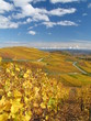 Vineyards in Alsace Vineyards in Alsace