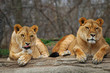 lions waiting for a kill