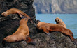 stellar sea lions in alaska
