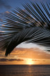 sunset framed by palm, maui, hawaii.