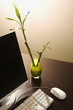 computer and lucky bamboo on desk.