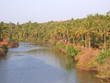 tropical sea mangrove with plam trees, goa, india