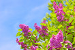 purple lilacs and blue sky