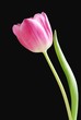 pink tulip