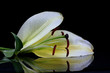 lilly petals 2