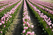 pink tulips