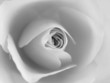 delicate rose