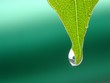 drop