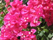 bucanvillea rosa