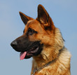 profil de berger allemand profil de berger allemand