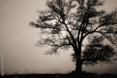 Photo: tree in morning fog tree in morning fog