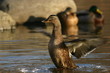 mallard flapping wings mallard flapping wings