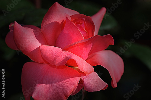 Photo: rose in the shade rose in the shade