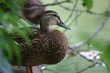 mallard mallard