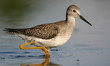 lesser yellowlegs lesser yellowlegs