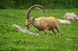 nubian ibex nubian ibex