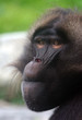 gelada baboon