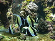 poissons
