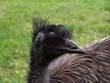 emu
