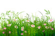 blumenwiese