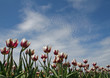 violet and white tulips with sky background