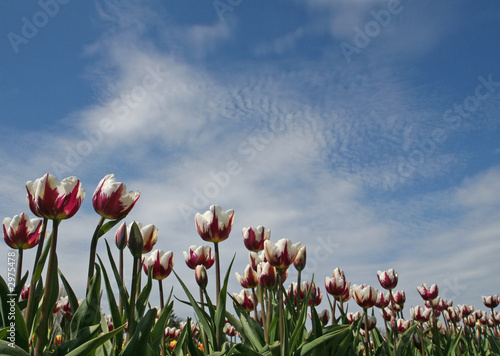violet and white tulips with sky background