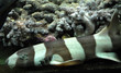 requin et corail