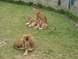 pack of lions