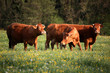 vaches vaches