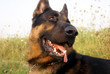 german shepard german shepard