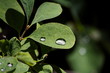 goutte d'eau goutte d'eau