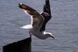 mouette s'envole mouette s'envole