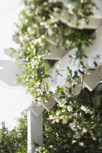 Flowering vine growing on white trellis. Flowering vine growing on white trellis.