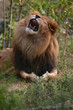 snarling lion snarling lion
