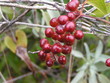 red berrys