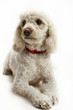 Photo en ligne au meilleur prix french poodle