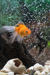 Photo en ligne au meilleur prix goldfish