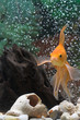 Photo en ligne au meilleur prix goldfish