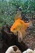 Photo en ligne au meilleur prix goldfish