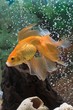Photo en ligne au meilleur prix goldfish