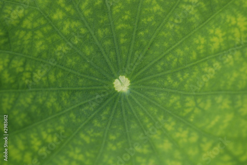Photo: green lotus leaf green lotus leaf