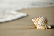 Conch shell on sand with waves.