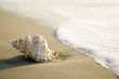 Photo: Conch shell on beach with waves. Conch shell on beach with waves.