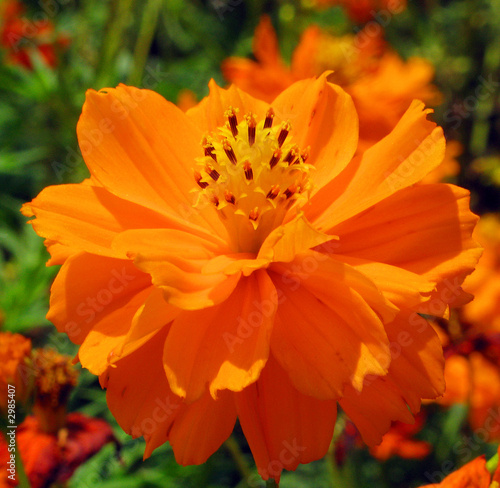 beautiful orange daisy flower in the park