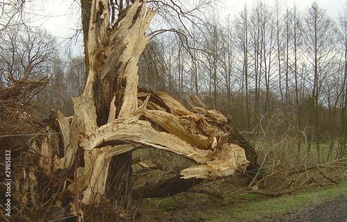 Foto: baum sturm 3 baum sturm 3